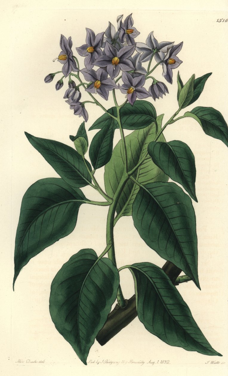 Chilen perunapuu tai kiharalehtinen solanum. S. Wattsin käsinvärinen kuparikaiverrus Miss Sarah Draken kuvituksen jälkeen Sydenham Edwardsin kasvitieteellisestä rekisteristä, Ridgeway, Lontoo tekijältä Sydenham Teast Edwards