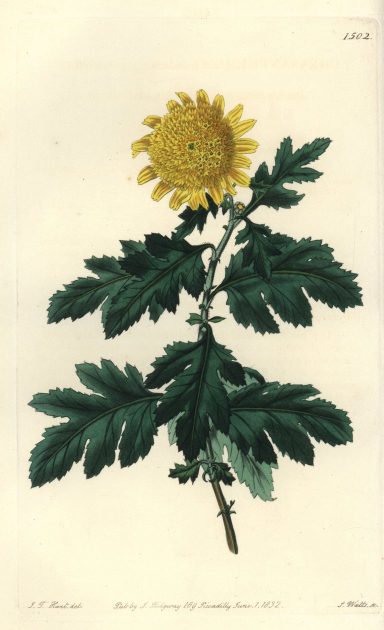 Kiinalainen kamomilla tai intialainen krysanteemi - tuplakeltainen intialainen krysanteemi, Chrysanthemum indicum var. täysistunnossa. S. Wattsin käsinvärinen kuparikaiverrus J.T. Hart Sydenham Edwardsin kasvitieteellisestä rekisteristä, Ridgeway, Lontoo tekijältä Sydenham Teast Edwards