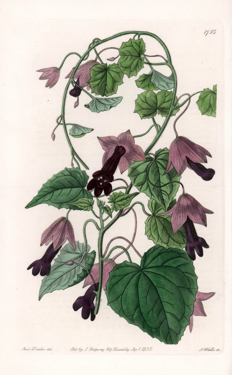 Chinese Hat - S.Wattsin kaivertama levy Sarah Anne Draken (1803-1857) kuvituksesta, Englannin Sydenham Edwardsin (1768-1819) kasvitieteellisestä rekisteristä tekijältä Sydenham Teast Edwards