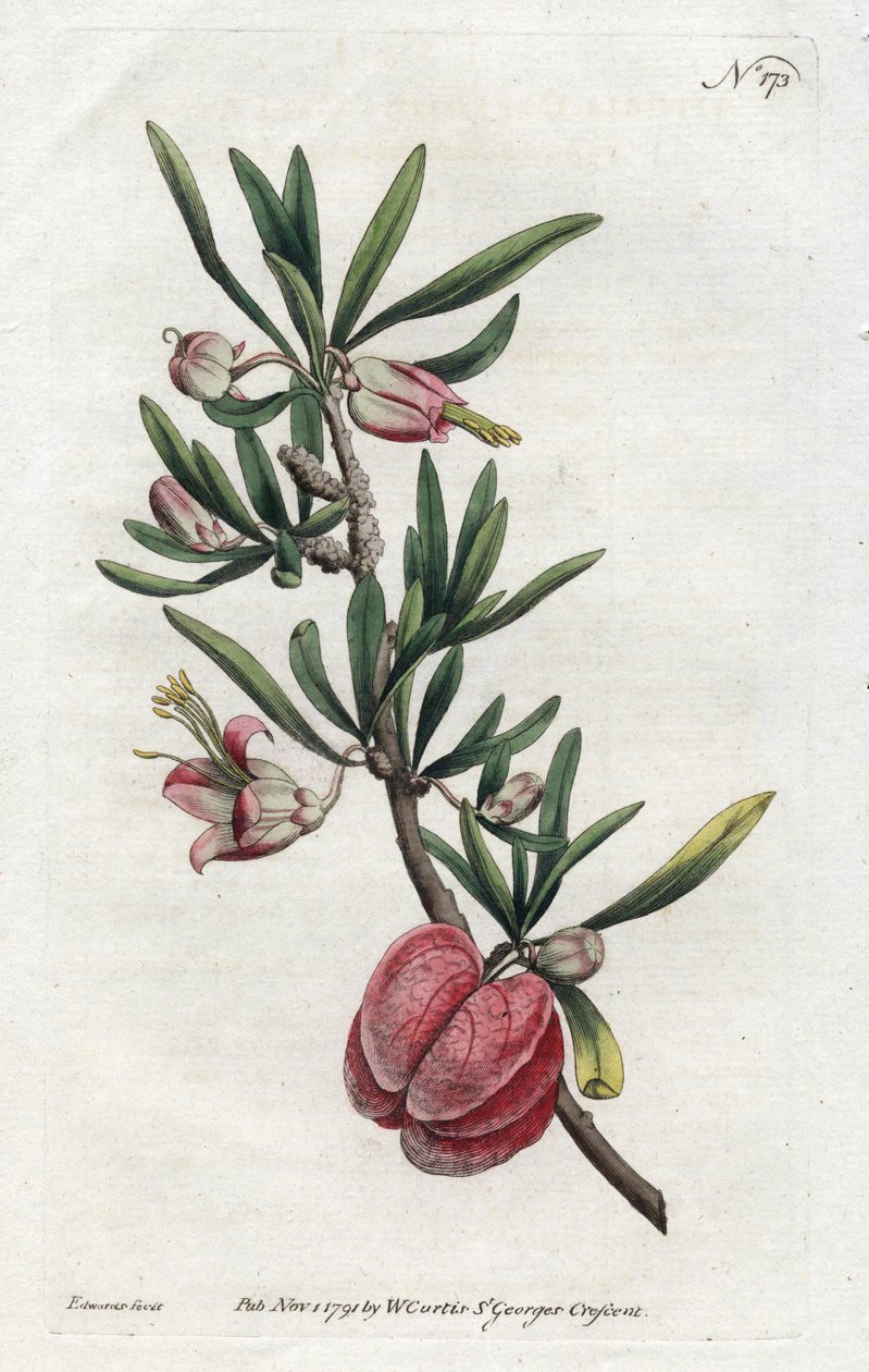 Kiinalainen lyhty tai Nymania - Sydenham Edwardsin (1768-1819) litografia, William Curtisin (1746-1799) kasvitieteellisestä aikakauskirjasta. tekijältä Sydenham Teast Edwards