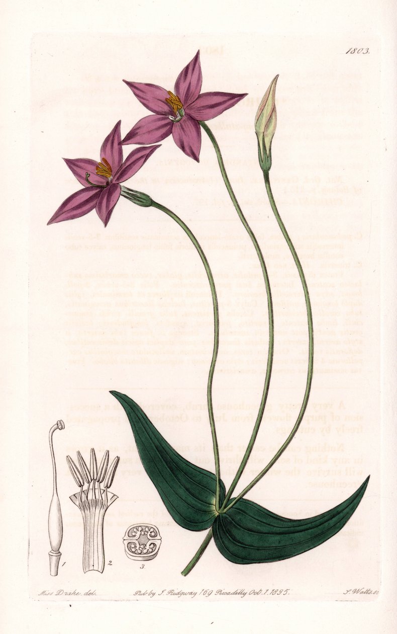 Chironia Variete - S.Wattsin kaivertama levy Sarah Anne Draken (1803-1857) kuvituksesta, Englannin Sydenham Edwardsin (1768-1819) kasvitieteellisestä rekisteristä tekijältä Sydenham Teast Edwards