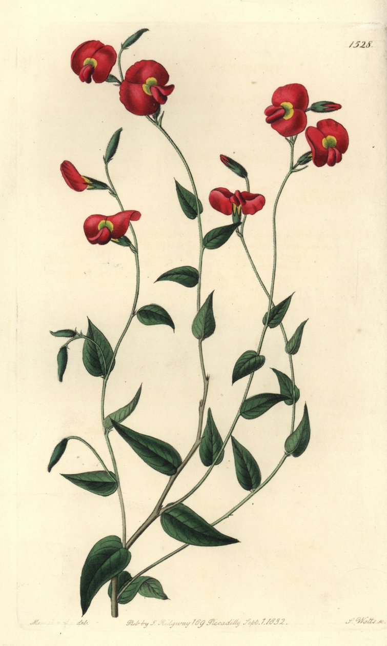 Chorizema ovatum (Chorozema ovatum). S. Wattsin käsin tekemä kuparipiirros neiti Sarah Draken kuvituksen mukaan Sydenham Edwardsin kasvitieteellisestä rekisteristä, Ridgeway, Lontoo. tekijältä Sydenham Teast Edwards