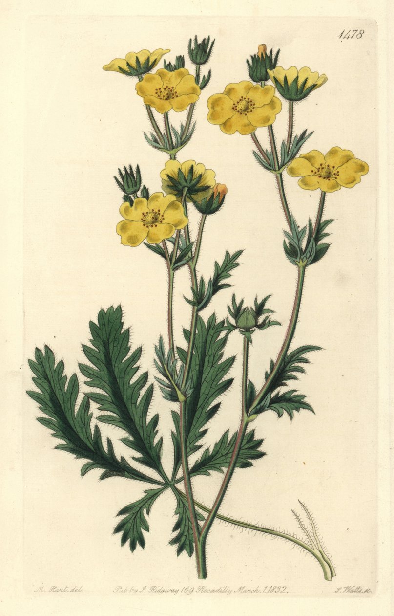 Cinquefoil dressee - rosolehtinen cinquefoil, Potentilla laciniosa. S. Wattsin käsinvärinen kuparikaiverrus M. Hartin kuvituksen jälkeen Sydenham Edwardsin kasvitieteellisestä rekisteristä, Ridgeway, Lontoo tekijältä Sydenham Teast Edwards