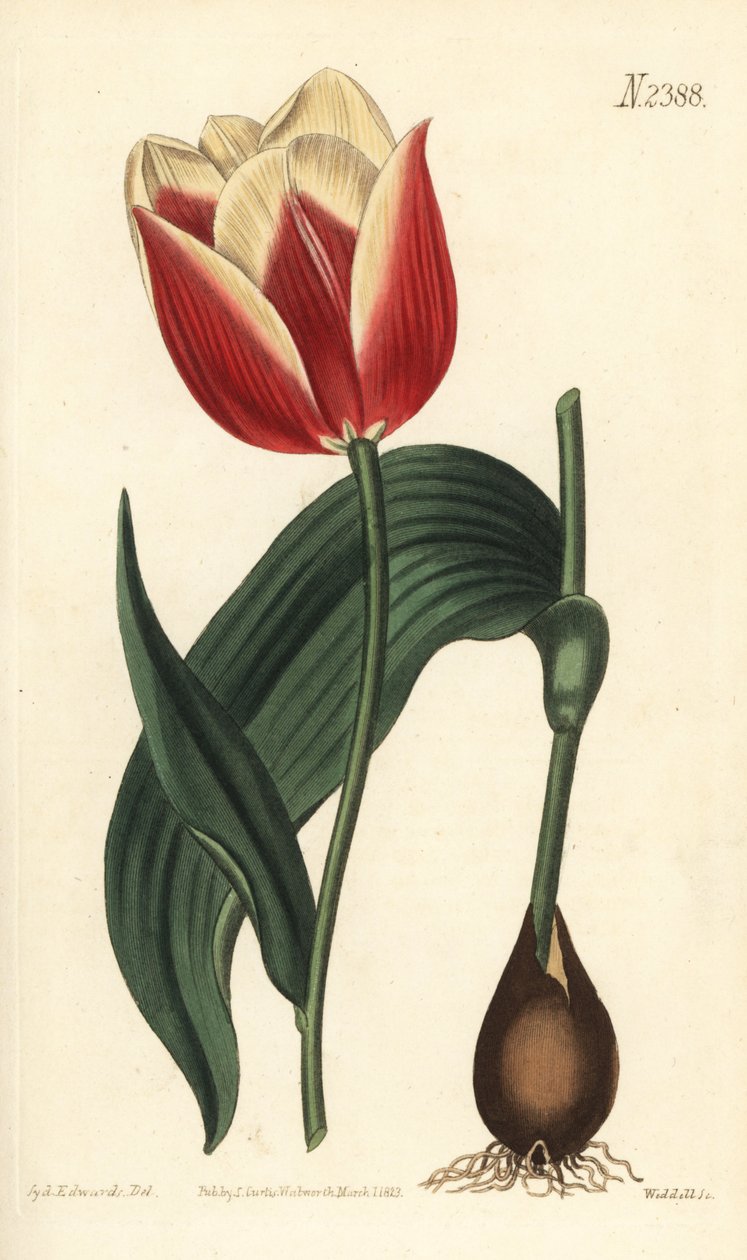Claramond tulppaani, Tulipa suaveolens var. latifolia. Weddellin käsinvärinen kuparikaiverrus Sydenham Edwardsin kasvitieteellisen kuvituksen jälkeen William Curtisin kasvitieteellisestä lehdestä, Samuel Curtis, Lontoo tekijältä Sydenham Teast Edwards