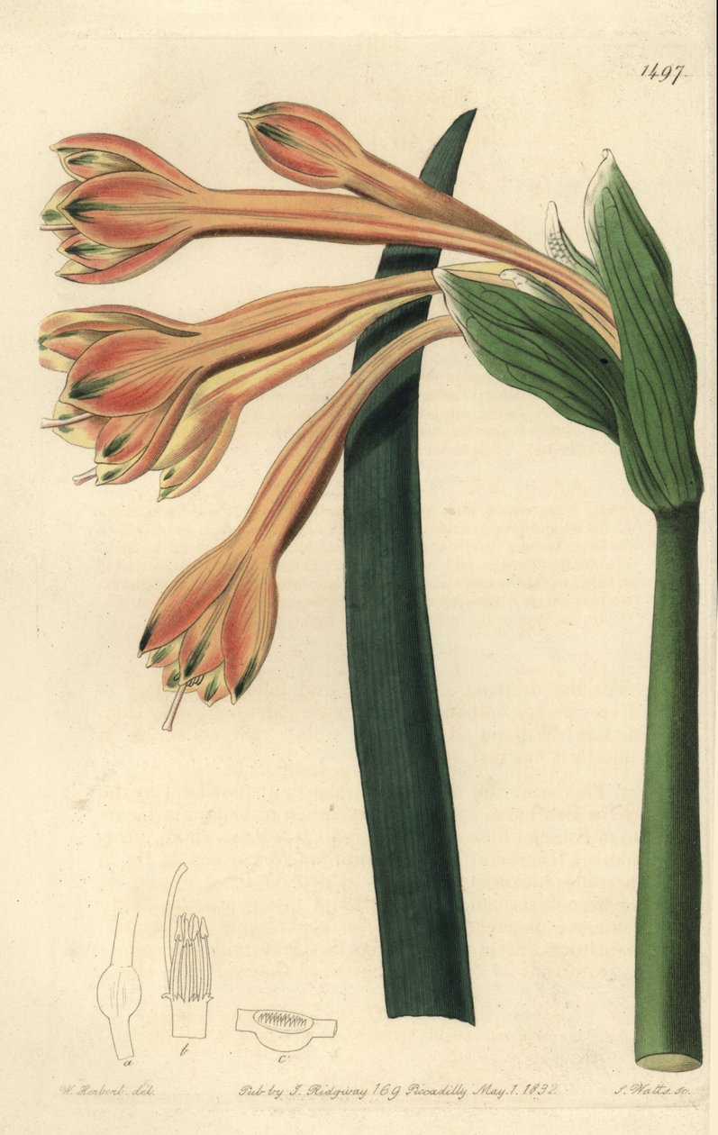 Clinanthus fulvus (Tawny coburgia, Coburgia fulva). S. Wattsin käsinvärinen kuparikaiverrus William Herbertin kuvituksen jälkeen Sydenham Edwardsin kasvitieteellisestä rekisteristä, Ridgeway, Lontoo tekijältä Sydenham Teast Edwards