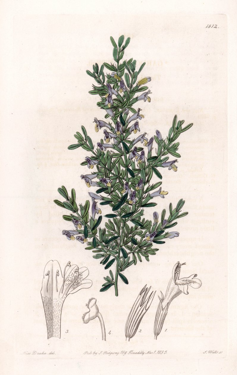 Clinopodium Variete - S.Wattsin kaivertama levy Sarah Anne Draken (1803-1857) kuvituksesta, Englannin Sydenham Edwardsin (1768-1819) kasvitieteellisestä rekisteristä tekijältä Sydenham Teast Edwards