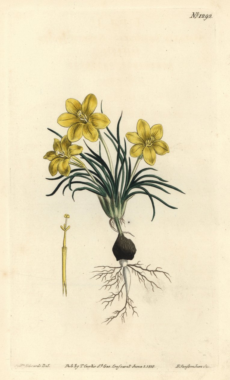 Kellokukka, Moraea fugacissima (kapealehtinen galaksia, Galaxia graminea). F. Sansom Jr.:n käsinvärinen kuparikaiverrus Sydenham Edwardsin kuvituksen jälkeen William Curtisin kasvitieteellisestä lehdestä, T. Curtis, Lontoo tekijältä Sydenham Teast Edwards