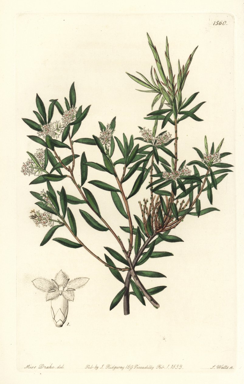Rannikkopartanommi tai pienikukkainen valkoparta, Leucopogon parviflorus. S. Wattsin käsinvärinen kuparikaiverrus Miss Sarah Draken kuvituksen jälkeen Sydenham Edwardsin kasvitieteellisestä rekisteristä, Ridgeway, Lontoo tekijältä Sydenham Teast Edwards