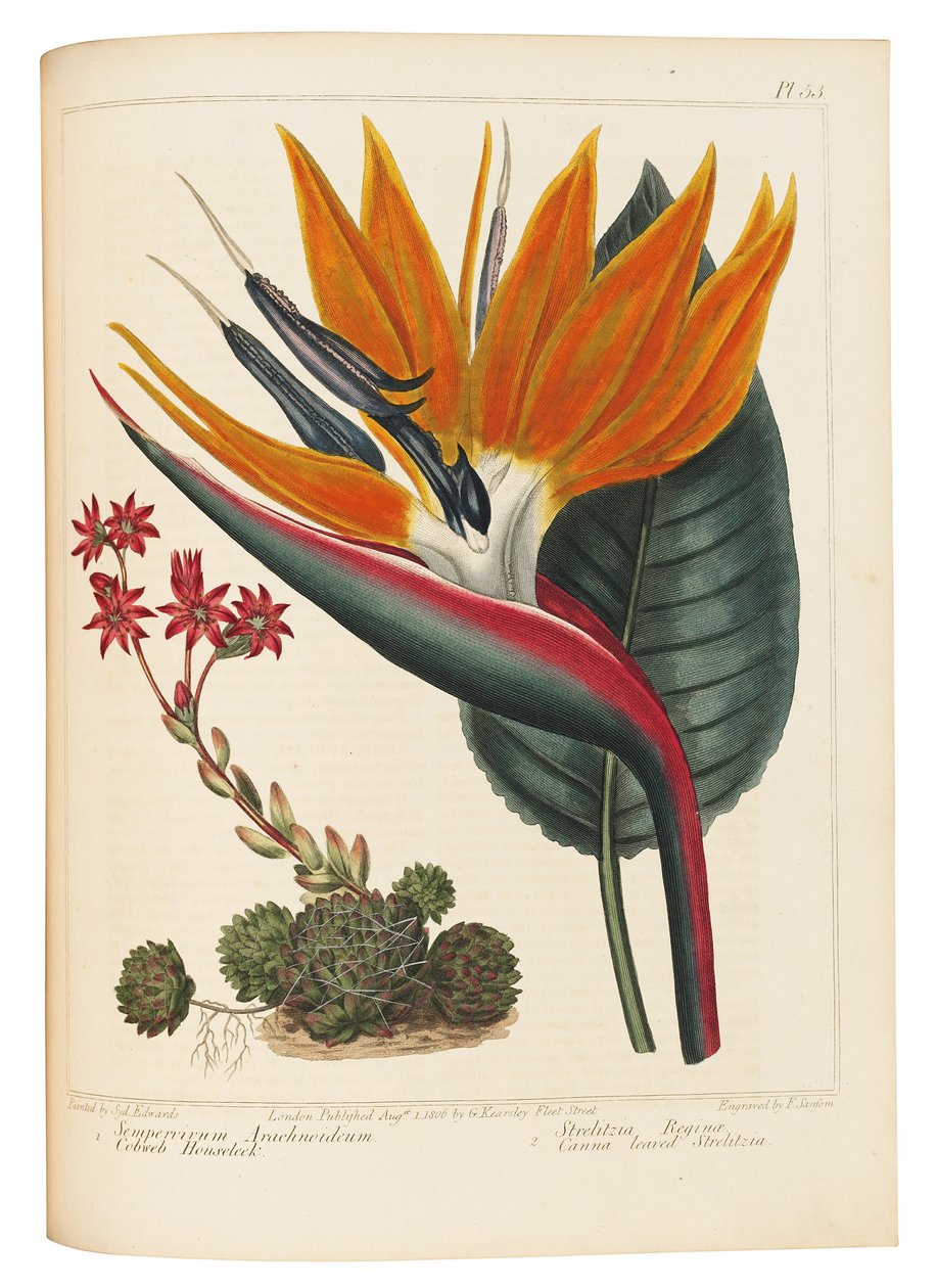 Cobweb Houseleek and Canna Leaved Strelitzia, 1806 tekijältä Sydenham Teast Edwards