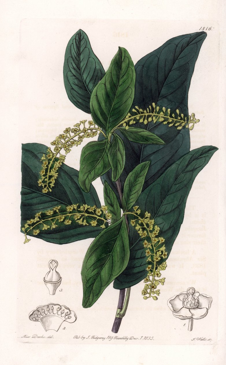 Coccoloba variete, kotoisin Länsi-Intiasta - Kaiverrus S.Watts, Sarah Anne Draken (1803-1857) kuvituksesta, Englannin Sydenham Edwardsin (1768-1819) kasvitieteellisestä rekisteristä tekijältä Sydenham Teast Edwards