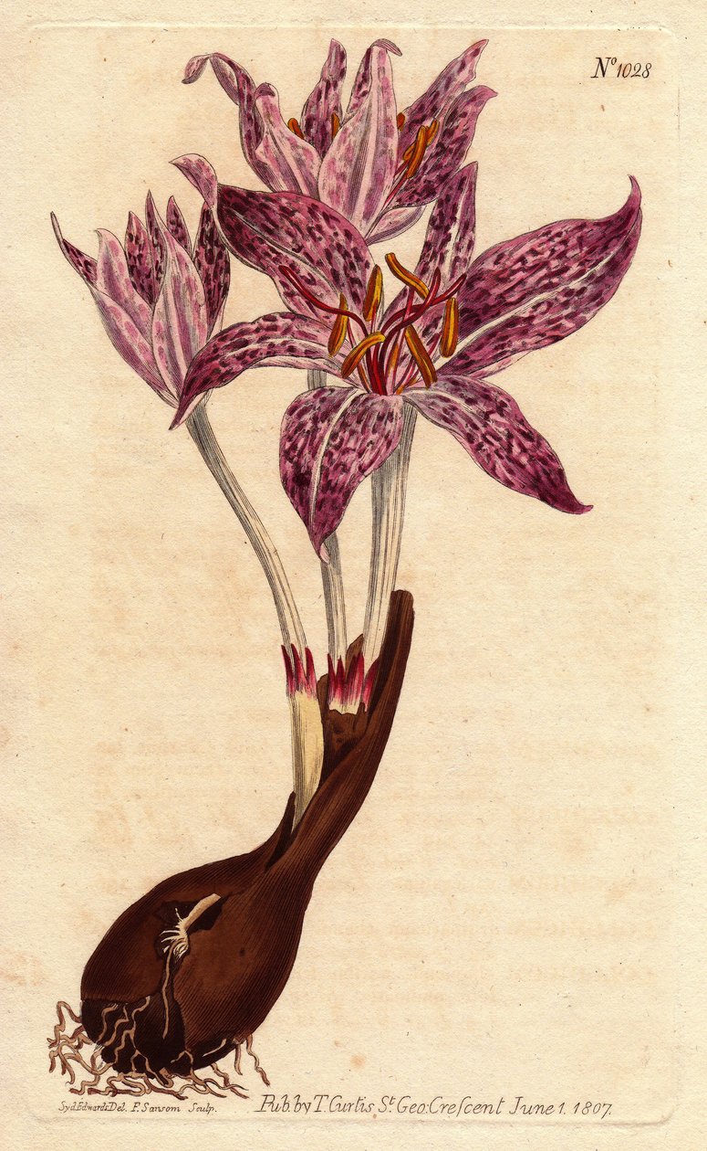 Colchique saffron des pres, jossa sipuli ja useita violetteja pilkkullisia kukkia. Tikkukukkainen niittysahrami, jossa sipuli ja lukuisia purppuranpunaisia pilkkukukkia. Colchicum variegatum. Käsinvärinen kuparikaiverrus Sydenham Edw:n kasvitieteellisestä  tekijältä Sydenham Teast Edwards