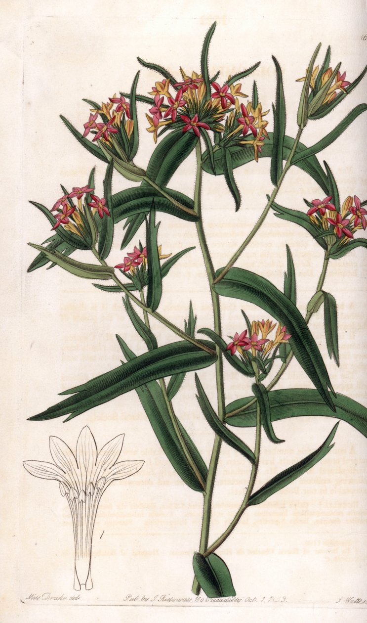 Collomia neon - S.Wattsin kaivertama levy Sarah Anne Draken (1803-1857) kuvituksesta, Englannin Sydenham Edwardsin (1768-1819) kasvitieteellisestä rekisteristä tekijältä Sydenham Teast Edwards