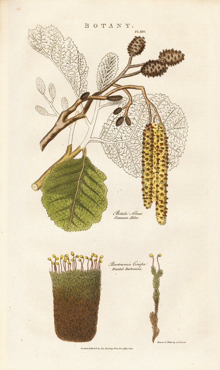 Common Alder ja Bartramia Moss tekijältä Sydenham Teast Edwards