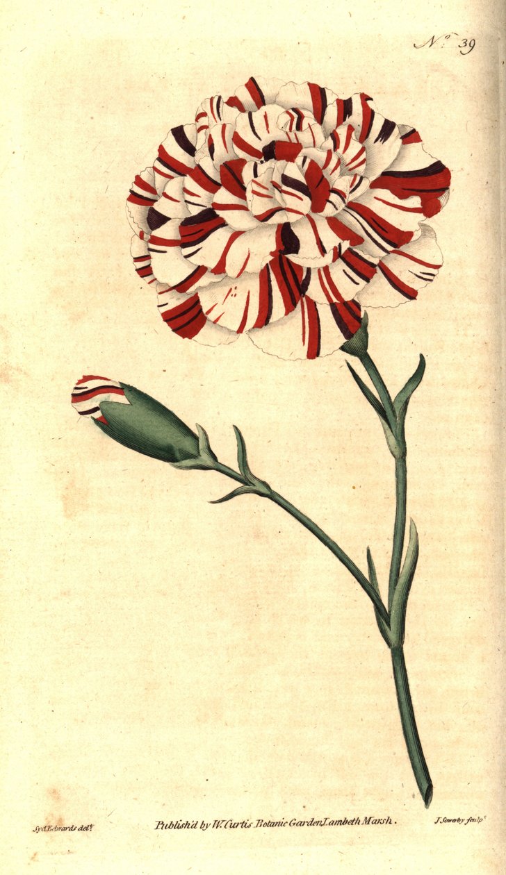 Tavallinen neilikka, kukkaneilika tai neilikka neilikka - Franklinin hammaskivi, tulipunainen outo neilikka, Dianthus caryophyllus. James Sowerbyn käsinvärinen kuparikaiverrus Sydenham Edwardsin kasvitieteellisen kuvituksen jälkeen William Curtisin The Bot tekijältä Sydenham Teast Edwards