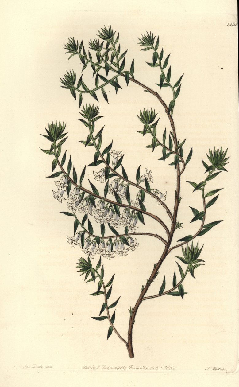 Nummi, Epicris impressa (Snowy epacris, Epicris nivalis). S. Wattsin käsinvärinen kuparikaiverrus Miss Sarah Draken kuvituksen jälkeen Sydenham Edwardsin kasvitieteellisestä rekisteristä, Ridgeway, Lontoo tekijältä Sydenham Teast Edwards