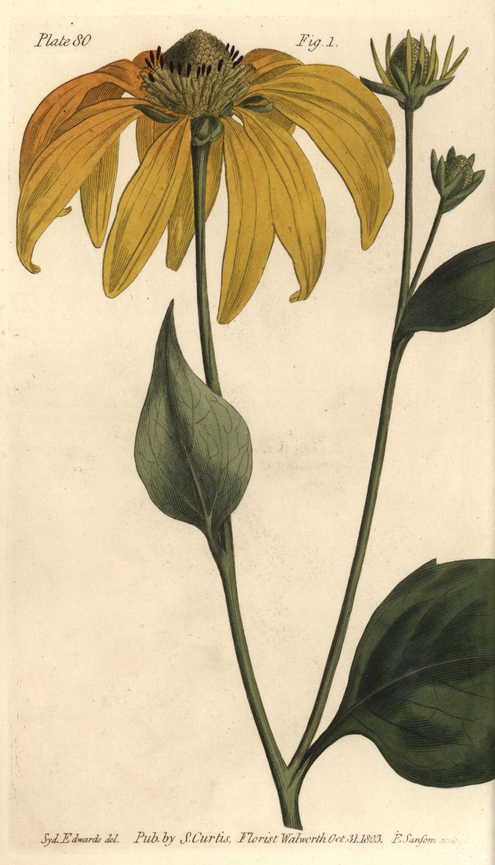 Käpykukka tai mustasilmä-susan, Rudbeckia hirta, Polygamia frustranea. F. Sansomin käsinvärinen kuparikaiverrus Sydenham Edwardsin kasvitieteellisestä kuvituksesta William Curtisin kasvitieteen luentoihin, sellaisena kuin se on toimitettu Lambethin kasviti tekijältä Sydenham Teast Edwards