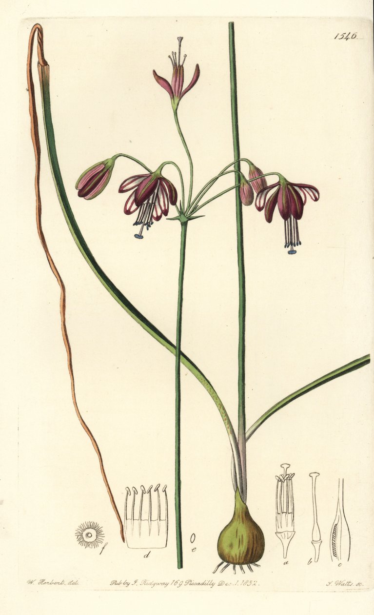 Coral de Mèxic o gota de corall - Gotes de corall, Bessera elegans (Pharium de fulla buida, Pharium fistulosum). Gravat en placa de coure pintat a mà de S. Watts després d