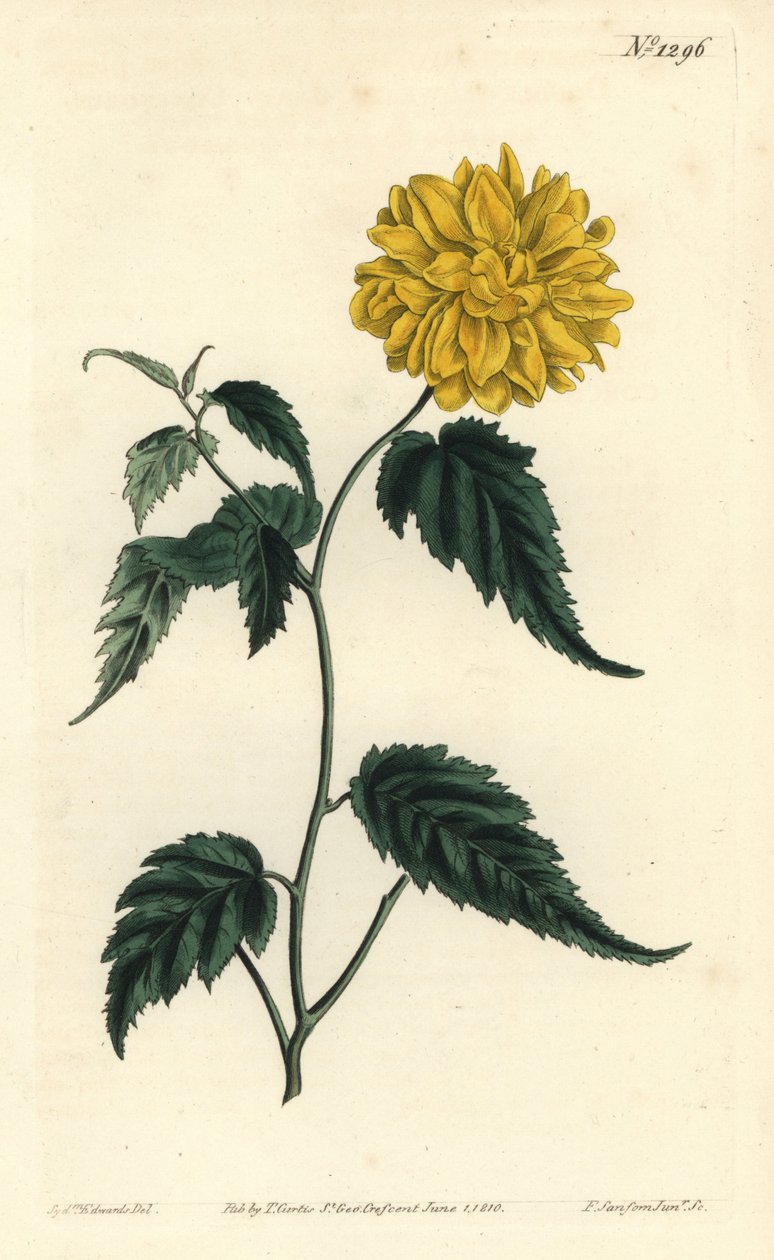 Corete du Japon - Kaksikukkainen japanilainen ruusu, Kerria japonica (kaksikukkainen Japan corchorus, Corchorus japonicus var. flore pleno). F. Sansom Jr.:n käsinvärinen kuparikaiverrus Sydenham Edwardsin kuvituksen jälkeen William Curtisin Botista tekijältä Sydenham Teast Edwards