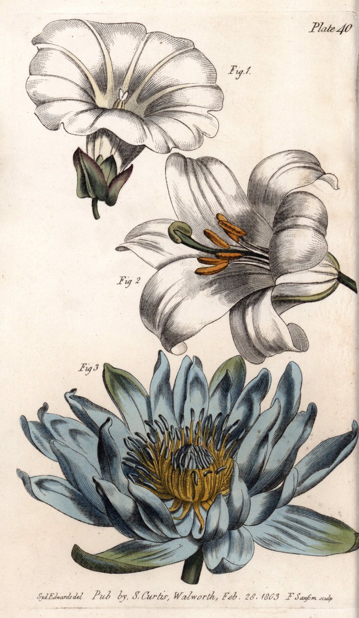 Terä: pellon reuna (kukassa on yksi terälehti), lilja (heksapetaali) ja lilja (polypetal). Värillinen kuparikaiverrus, Sydenham Edwardsin (1768-1819) kuvitus Lambethin kasvitieteellisen puutarhan kasvitieteellinen puutarha (Englanti) tekijältä Sydenham Teast Edwards