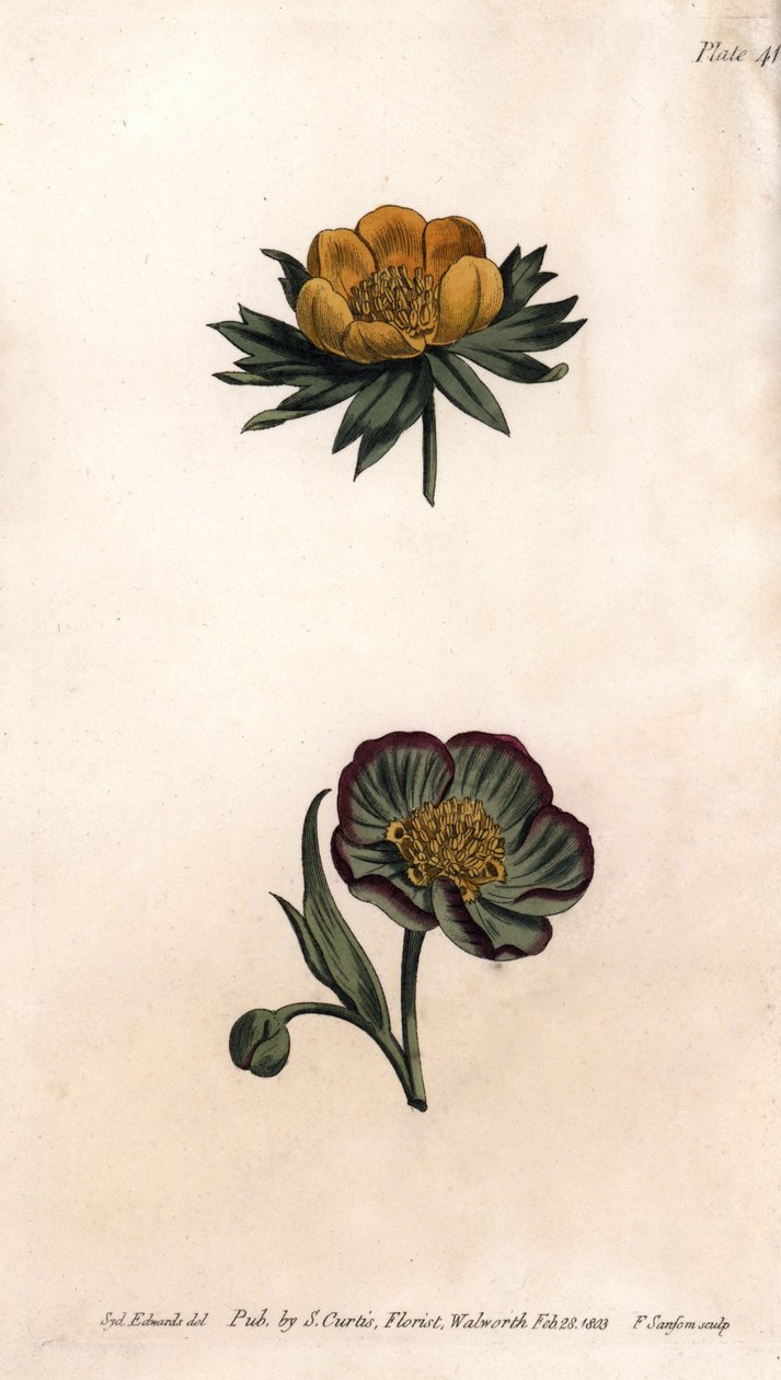 Talvipuun (tai helleborinin tai talvisen akonitin) ja hellebore fetiden teriä. Värillinen kuparikaiverrus, Sydenham Edwardsin (1768-1819) kuvitus Lambethin kasvitieteellisen puutarhan kasvitieteellinen puutarha (Englanti) tekijältä Sydenham Teast Edwards