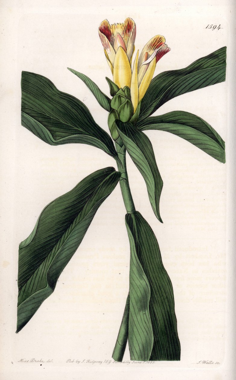 Costus Variete - S.Wattsin kaivertama levy Sarah Anne Draken (1803-1857) kuvituksesta, Englannin Sydenham Edwardsin (1768-1819) kasvitieteellisestä rekisteristä tekijältä Sydenham Teast Edwards