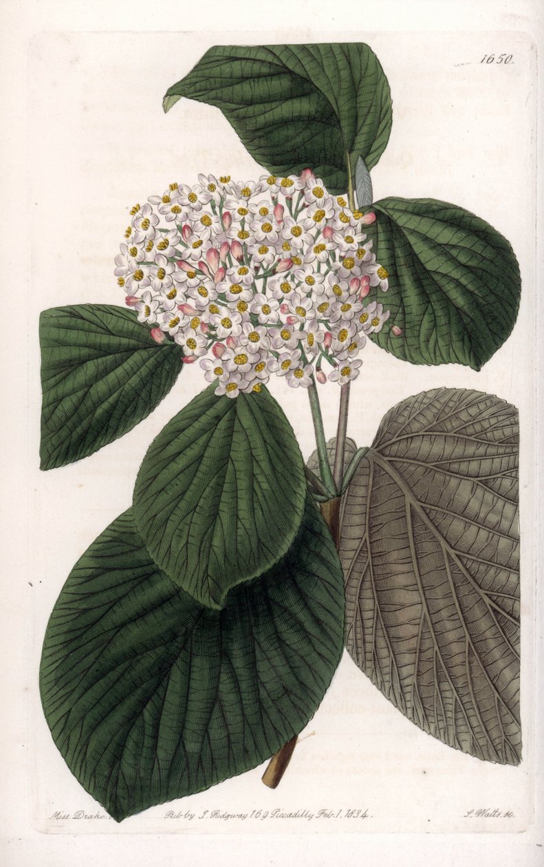 Cotton Viorne - S.Wattsin kaiverrettu taulu Sarah Anne Draken (1803-1857) kuvituksesta, Englannin Sydenham Edwardsin (1768-1819) kasvitieteellisestä rekisteristä tekijältä Sydenham Teast Edwards