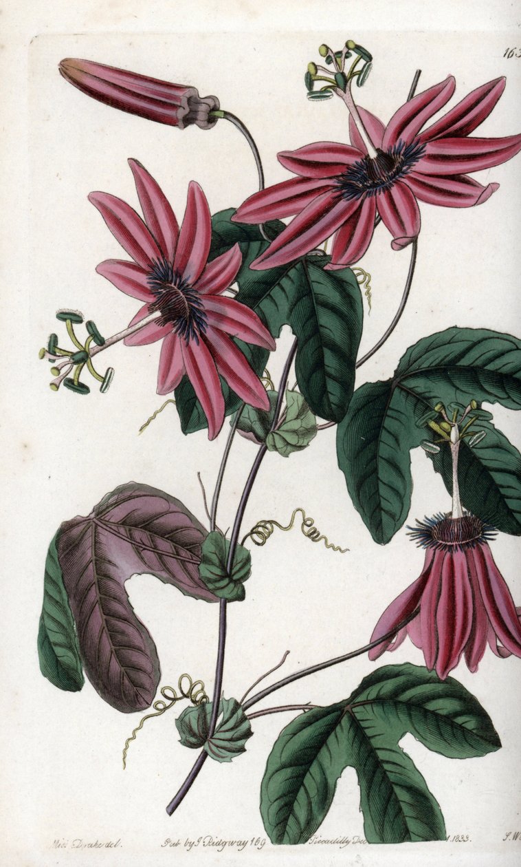 Crimson Passion - S.Wattsin kaiverrettu levy Sarah Anne Draken (1803-1857) kuvituksesta, Sydenham Edwardsin (1768-1819) kasvitieteellisestä rekisteristä, Englanti. tekijältä Sydenham Teast Edwards