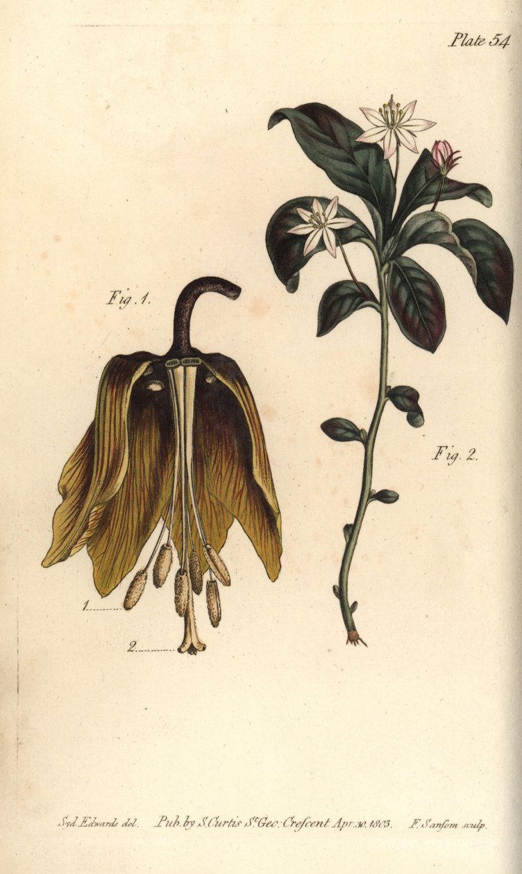 Kruunun keisarillinen kukka, Fritillaria imperialis, Haustrria tekijältä Sydenham Teast Edwards