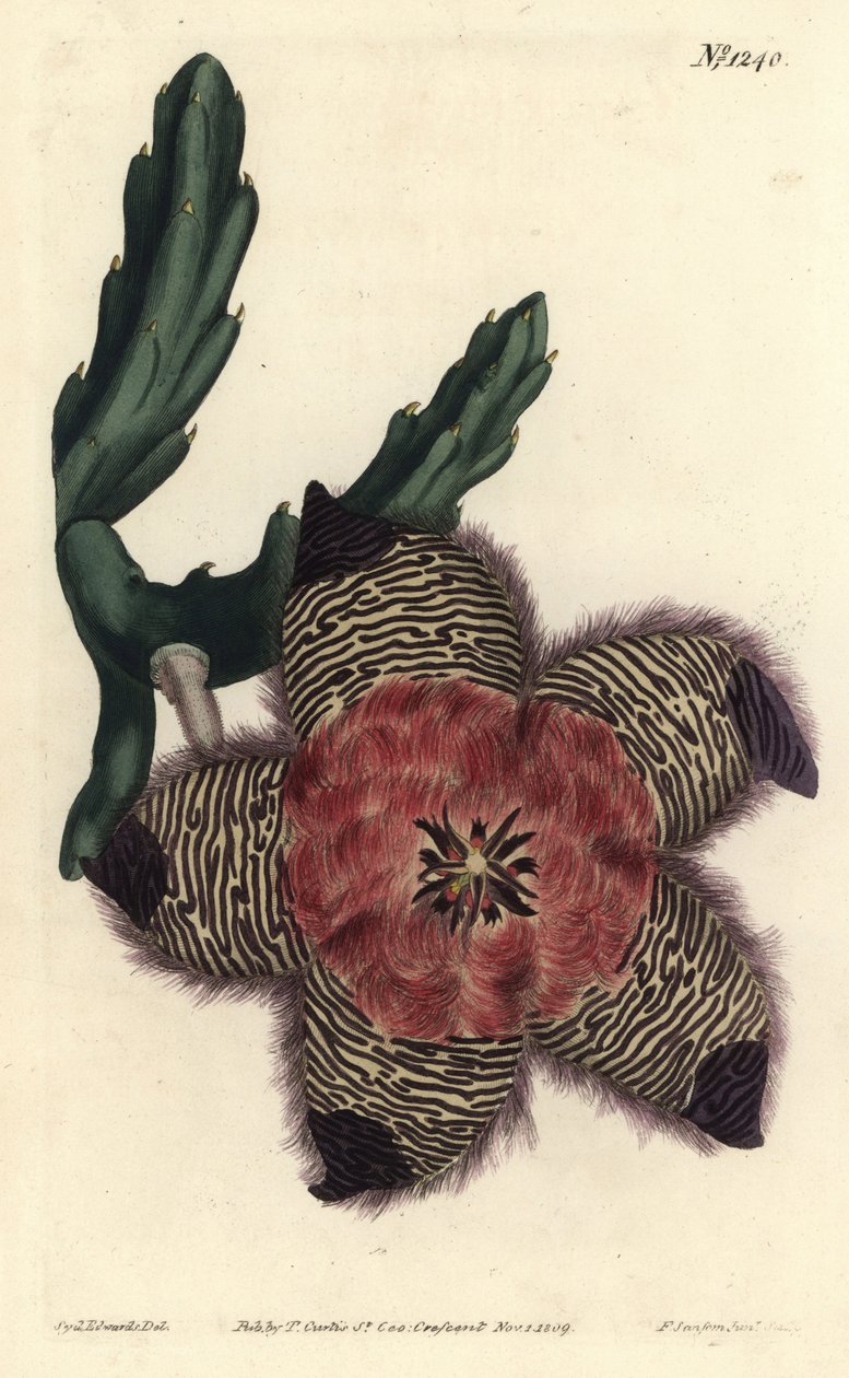 Stapelia pulvinata, Stapelia pulvinata. F. Sansom Jr:n käsin tekemä kuparipiirros Sydenham Edwardsin kuvituksen mukaan, William Curtis