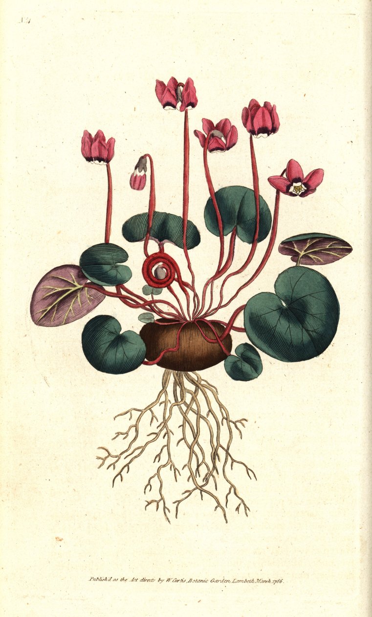 Cyclamen de Cos tai Kaukasus - Pyöreälehtinen syklaami, Cyclamen coum. Käsinvärinen kuparikaiverrus James Sowerbyn kasvitieteellisen kuvituksen jälkeen William Curtisin The Botanical Magazinesta, Lambeth Marsh, Lontoo tekijältä Sydenham Teast Edwards