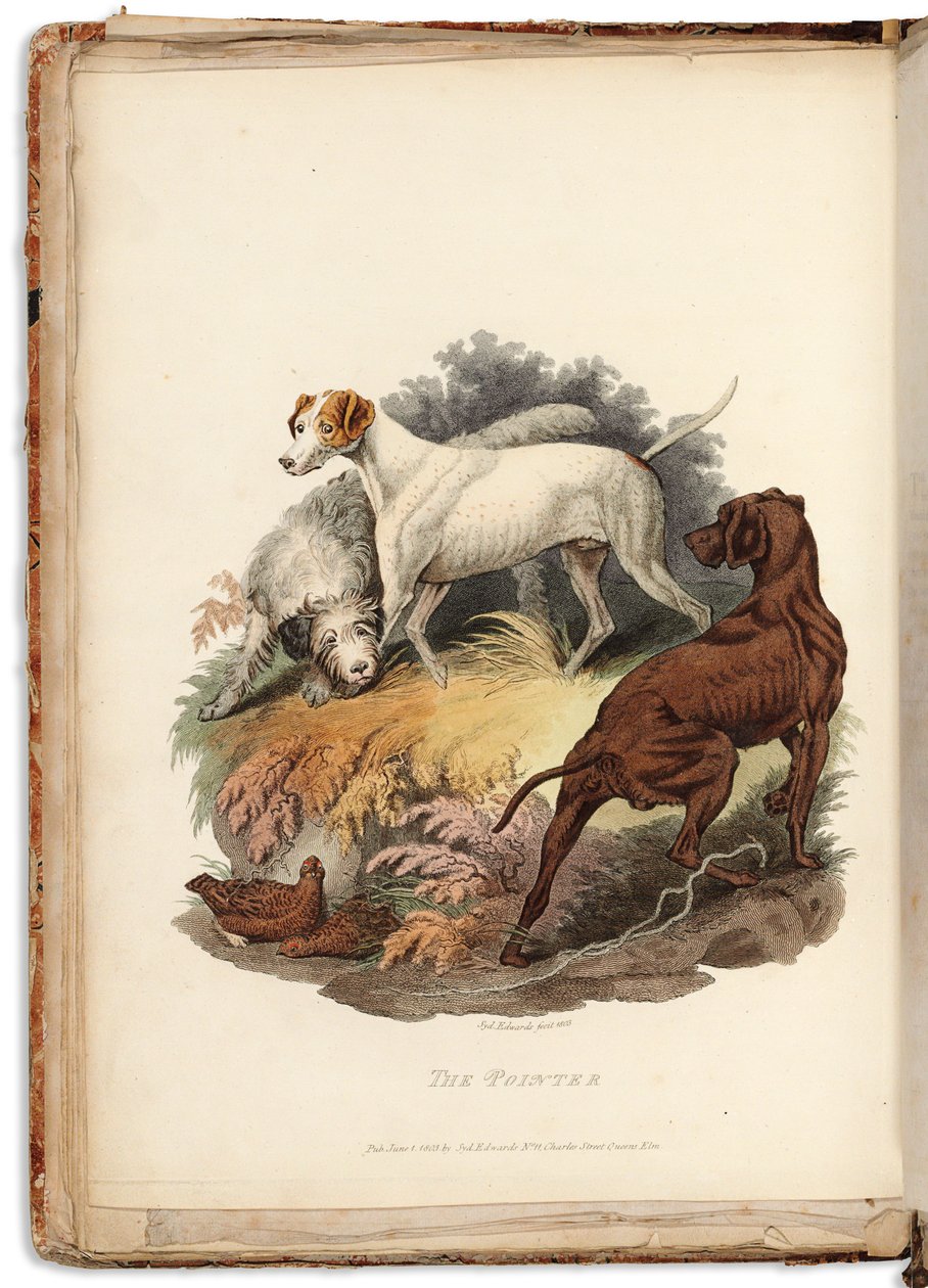 Cynographia Britannica: Koostuu Isossa-Britanniassa olevista eri koiraroduista tehdyistä värillisistä kaiverruksista, 1800-05 tekijältä Sydenham Teast Edwards