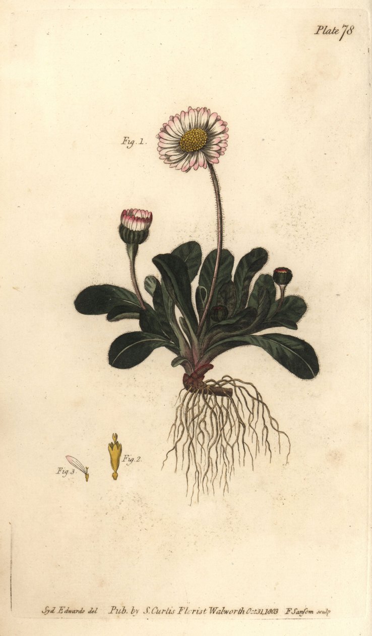 Daisy, Bellis perennis, Polygamia superflua. F. Sansomin käsinvärinen kuparikaiverrus Sydenham Edwardsin kasvitieteellisestä kuvituksesta William Curtisin kasvitieteen luentoihin, sellaisena kuin se on toimitettu Lambethin kasvitieteellisessä puutarhassa tekijältä Sydenham Teast Edwards