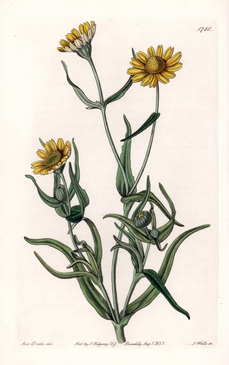 Daisy variete "kulta", kotoperäinen Kaliforniassa - Kaiverrus S.Watts, Sarah Anne Draken (1803-1857) kuvituksesta, Englannin Sydenham Edwardsin (1768-1819) kasvitieteellisestä rekisteristä tekijältä Sydenham Teast Edwards