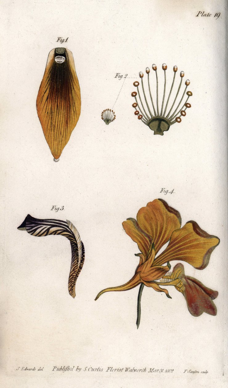 Yksityiskohtainen kuvaus fritillarin varresta ja kruunusta. Värillinen kuparikaiverrus, Sydenham Edwardsin (1768-1819) kuvitus Lambethin kasvitieteellisen puutarhan kasvitieteelliseen konferenssiin (Englanti) tekijältä Sydenham Teast Edwards