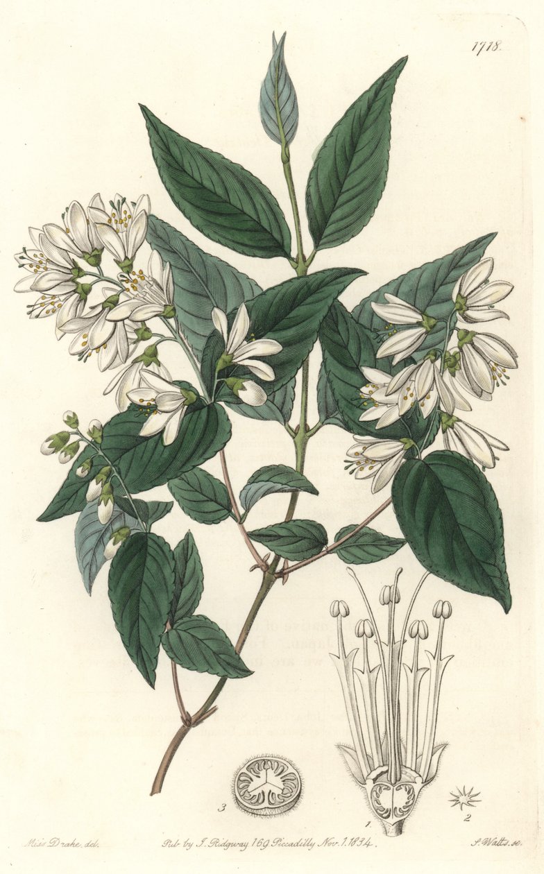 Deutzie rude, kotoisin Japanista - S. Wattsin vesiforteesta Sarah Anne Draken (1803-1857) kuvituksesta kasvitieteellisestä rekisteristä tekijältä Sydenham Teast Edwards