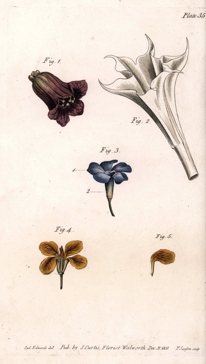 Erilaisia korolleja: belladonna, stramoine datura, suuri periwinkle ja seinien giroflee. Värillinen kuparikaiverrus, Sydenham Edwardsin (1768-1819) kuvitus Lambethin kasvitieteellisen puutarhan kasvitieteellinen puutarha (Englanti) tekijältä Sydenham Teast Edwards