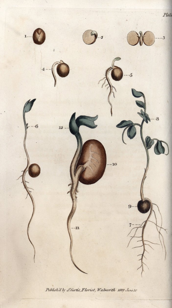 Herneen siemenen ja tavallisen pavun eri itämisvaiheet. Värillinen kuparikaiverrus, Sydenham Edwardsin (1768-1819) kuvitus Lambethin kasvitieteellisen puutarhan kasvitieteellinen puutarha (Englanti) tekijältä Sydenham Teast Edwards
