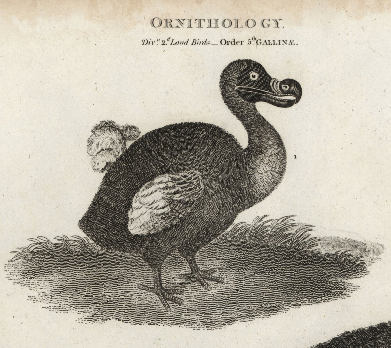 Dodo, Raphus cucullatus, sukupuuttoon kuollut lentokyvytön lintu. T. Miltonin kuparilevykaiverrus Sydenham Edwardsin kuvituksen jälkeen Abraham Reesin Cyclopaediasta tai Universal Dictionarysta, Lontoo tekijältä Sydenham Teast Edwards