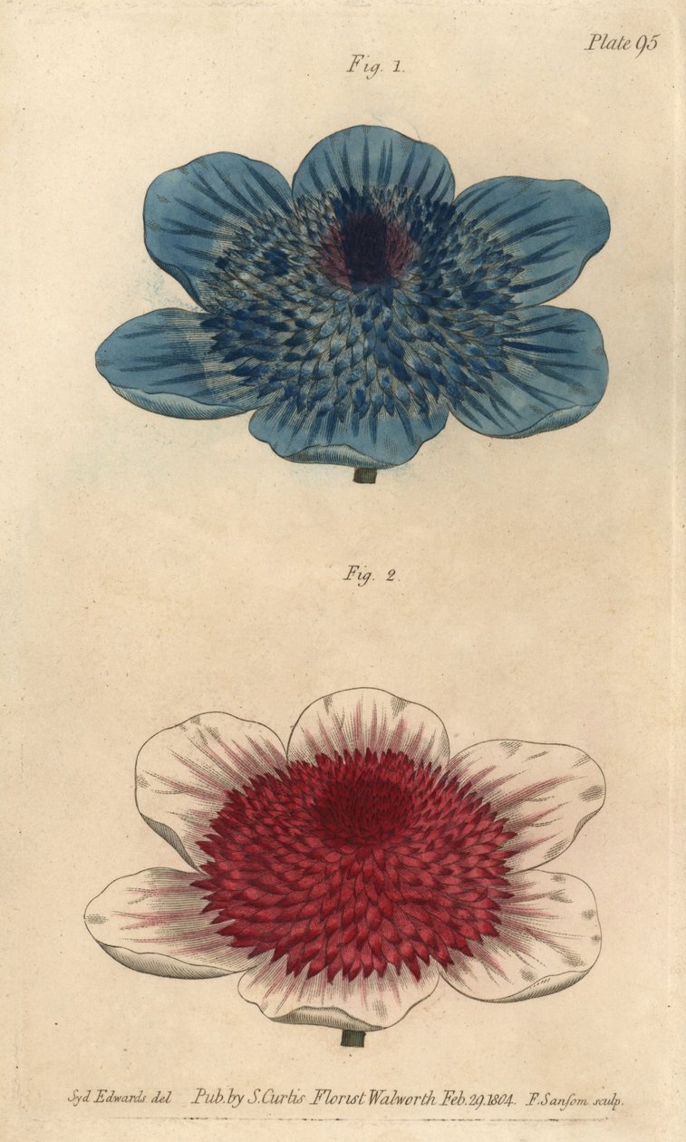 Double blue anemone ja double anemone lajikkeet, Anemone coronaria. F. Sansomin käsinvärinen kuparikaiverrus Sydenham Edwardsin kasvitieteellisestä kuvituksesta William Curtisin kasvitieteen luentoihin, sellaisena kuin se on toimitettu Lambethin kasvitiete tekijältä Sydenham Teast Edwards