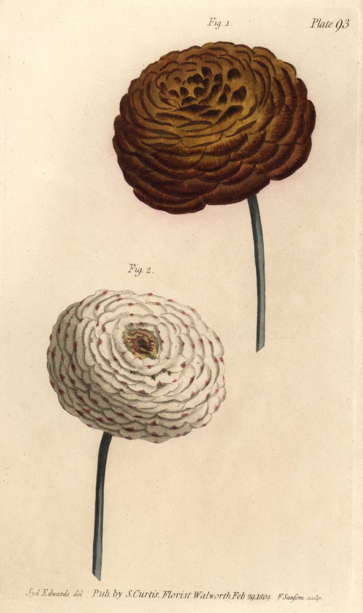 Kaksoisranunculus-lajikkeet, persialainen leinikki, Ranunculus asiaticus. F. Sansomin käsinvärinen kuparikaiverrus Sydenham Edwardsin kasvitieteellisestä kuvituksesta William Curtisin kasvitieteen luentoihin, sellaisena kuin se on toimitettu Lambethin kasv tekijältä Sydenham Teast Edwards