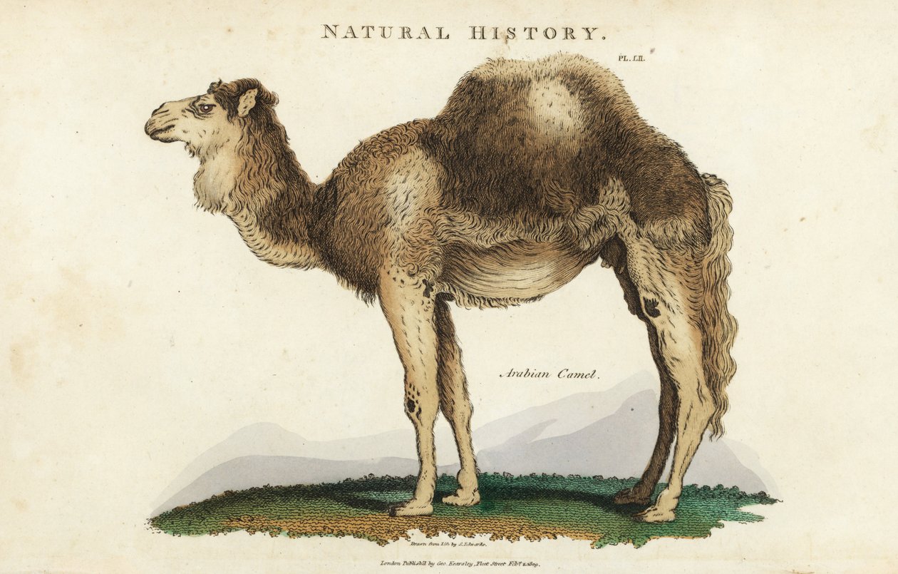 Dromedaari - arabialainen, dromedaari tai yksikypäräkameli, Camelus dromedarius. Käsinvärinen kuparikaiverrus Sydenham Edwardsin mukaan John Mason Goodin Pantologiasta, a New Encyclopedia, G. Kearsley, Lontoo tekijältä Sydenham Teast Edwards