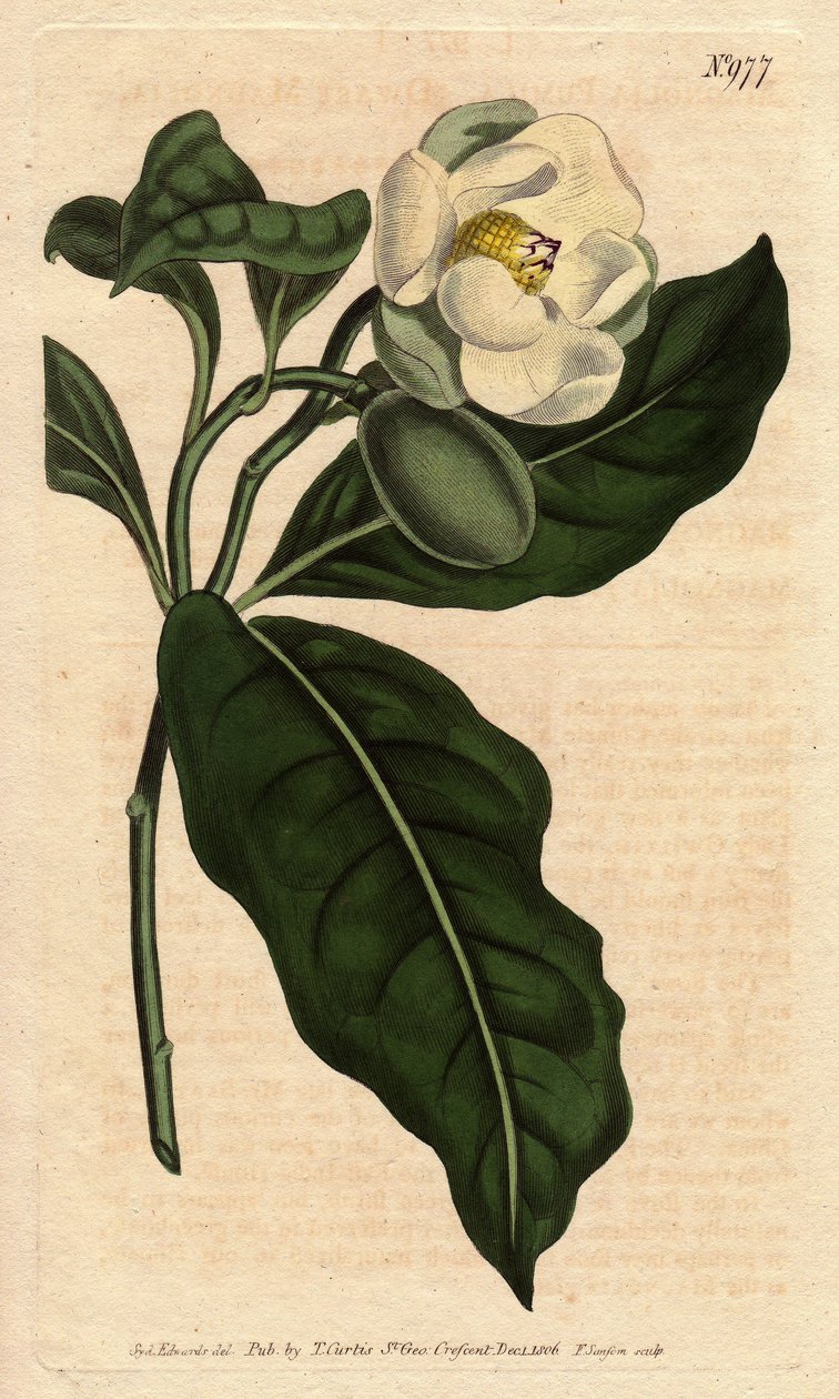 Kääpiömagnolia, valkoinen kukka, kotoisin Cjinen ja Java. Kääpiömagnolia valkoisilla kukilla, kotoisin Kiinasta ja Javasta. Magnolia coco (Magnolia pumila). Käsinvärinen kuparikaiverrus William Cun Sydenham Edwardsin kasvitieteellisestä kuvituksesta tekijältä Sydenham Teast Edwards