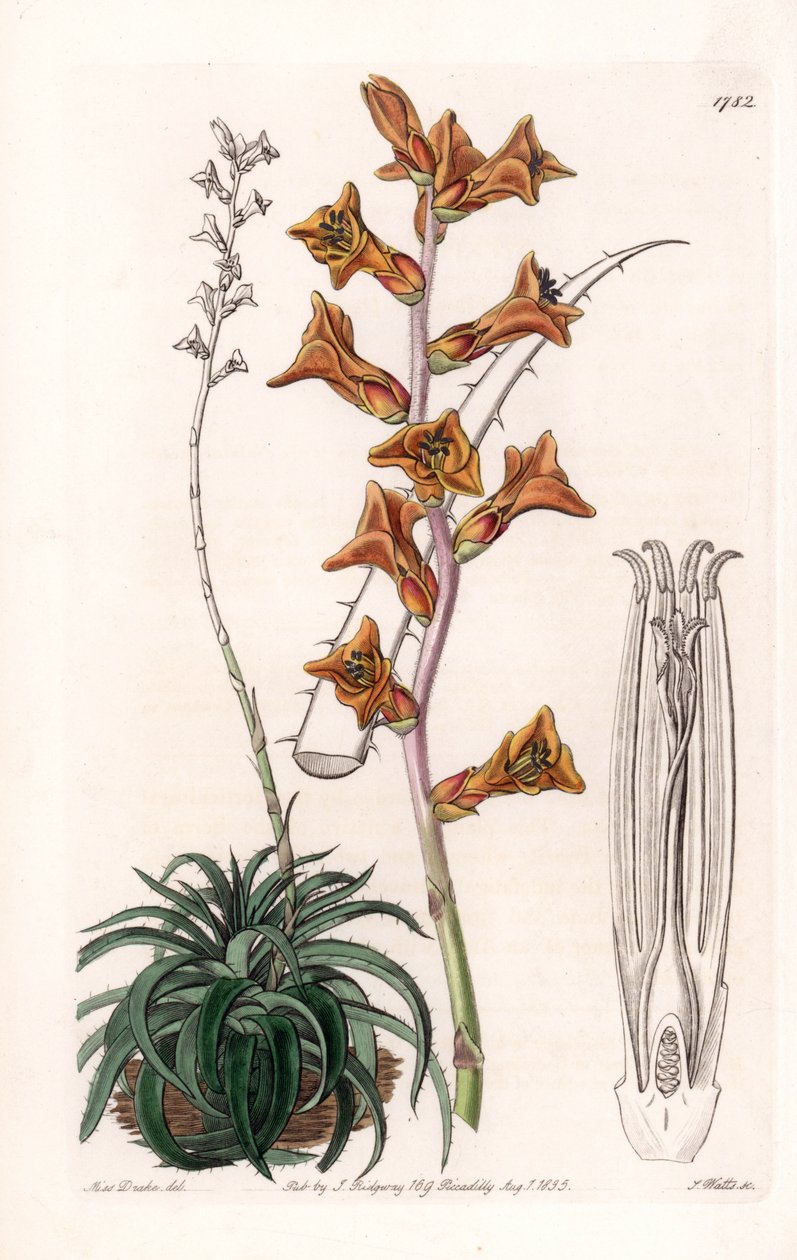 Dyckia, mehukasvi oransseilla kukilla, kotoisin Brasiliasta - S.Wattsin kaiverrettu taulu Sarah Anne Draken (1803-1857) kuvituksesta, Englannin Sydenham Edwardsin (1768-1819) kasvitieteellisestä rekisteristä tekijältä Sydenham Teast Edwards