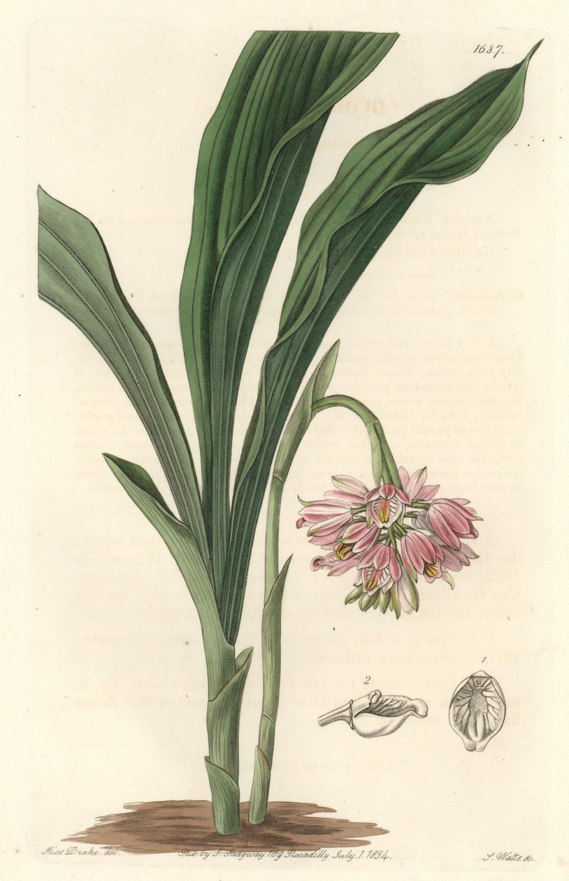 Maan orkidea, alun perin Sri Lankasta - S. Watts Strong Water Sarah Anne Draken (1803) kuvituksesta kasvitieteellisestä rekisteristä tekijältä Sydenham Teast Edwards