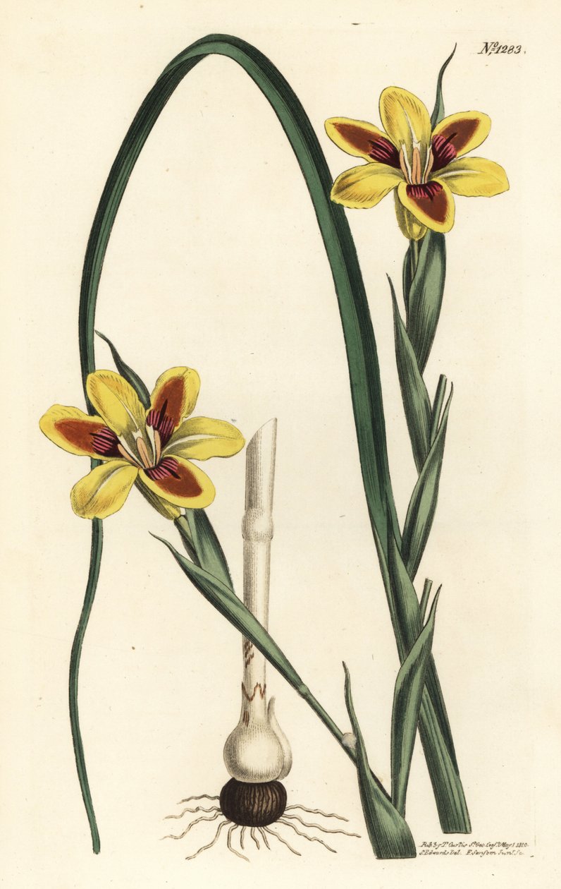 Elegantti moraea, Moraea elegans (Moraea spicata). F. Sansom Jr.:n käsinvärinen kuparikaiverrus Sydenham Edwardsin kuvituksen jälkeen William Curtisin kasvitieteellisestä lehdestä, T. Curtis, Lontoo tekijältä Sydenham Teast Edwards