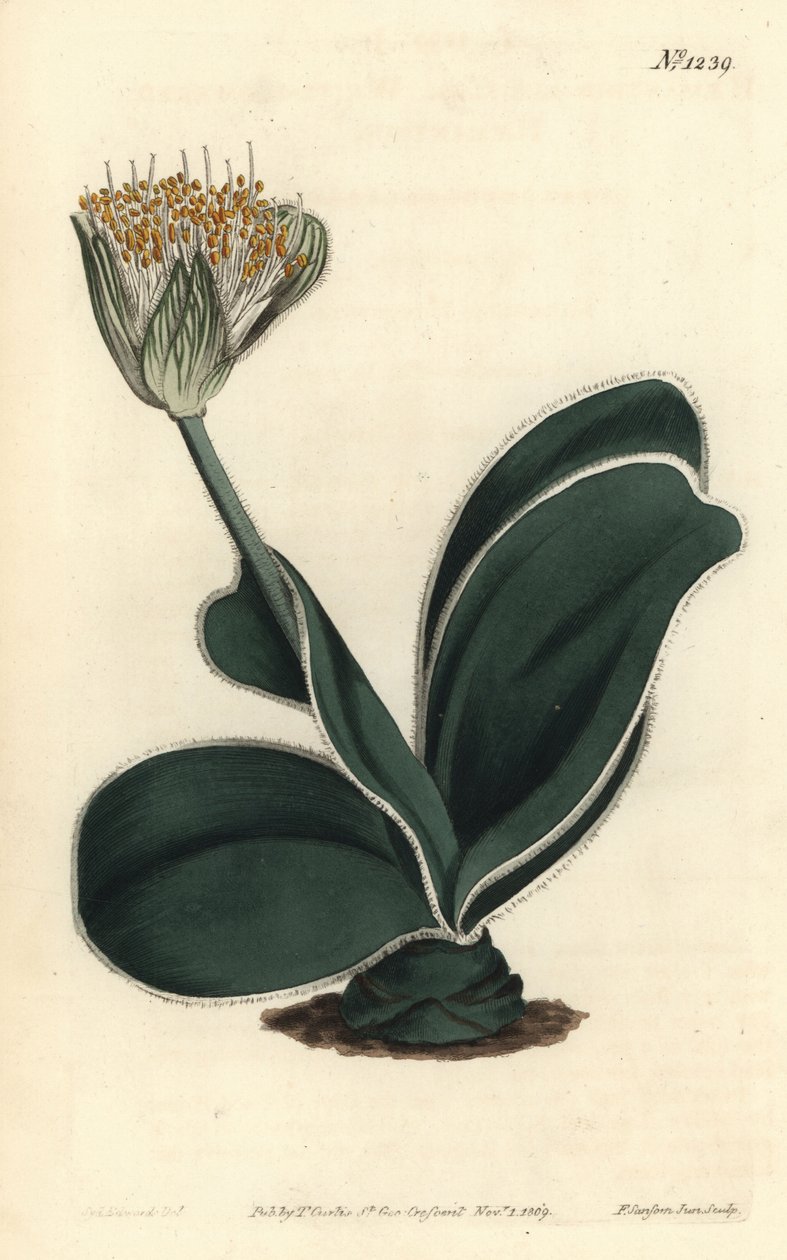 Elephant Ear - Valkokukkainen haemanthus, Haemanthus albiflos. F. Sansom Jr.:n käsinvärinen kuparikaiverrus Sydenham Edwardsin kuvituksen jälkeen William Curtisin kasvitieteellisestä lehdestä, T. Curtis, Lontoo tekijältä Sydenham Teast Edwards