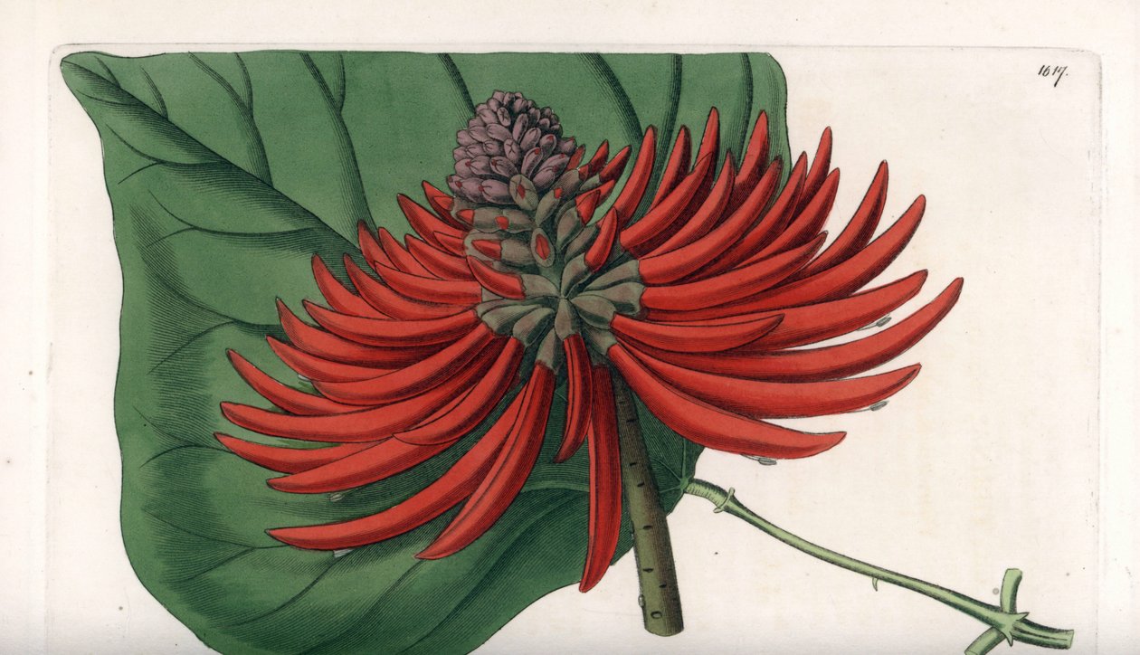 Erythrina variete, trooppinen punakukkapuu - Kaiverrettu S. Wattsin toimesta Sarah Anne Draken (1803-1857) kuvituksesta Sydenham Edwardsin (1768-1819) kasvitieteellisestä rekisteristä, Englanti. tekijältä Sydenham Teast Edwards