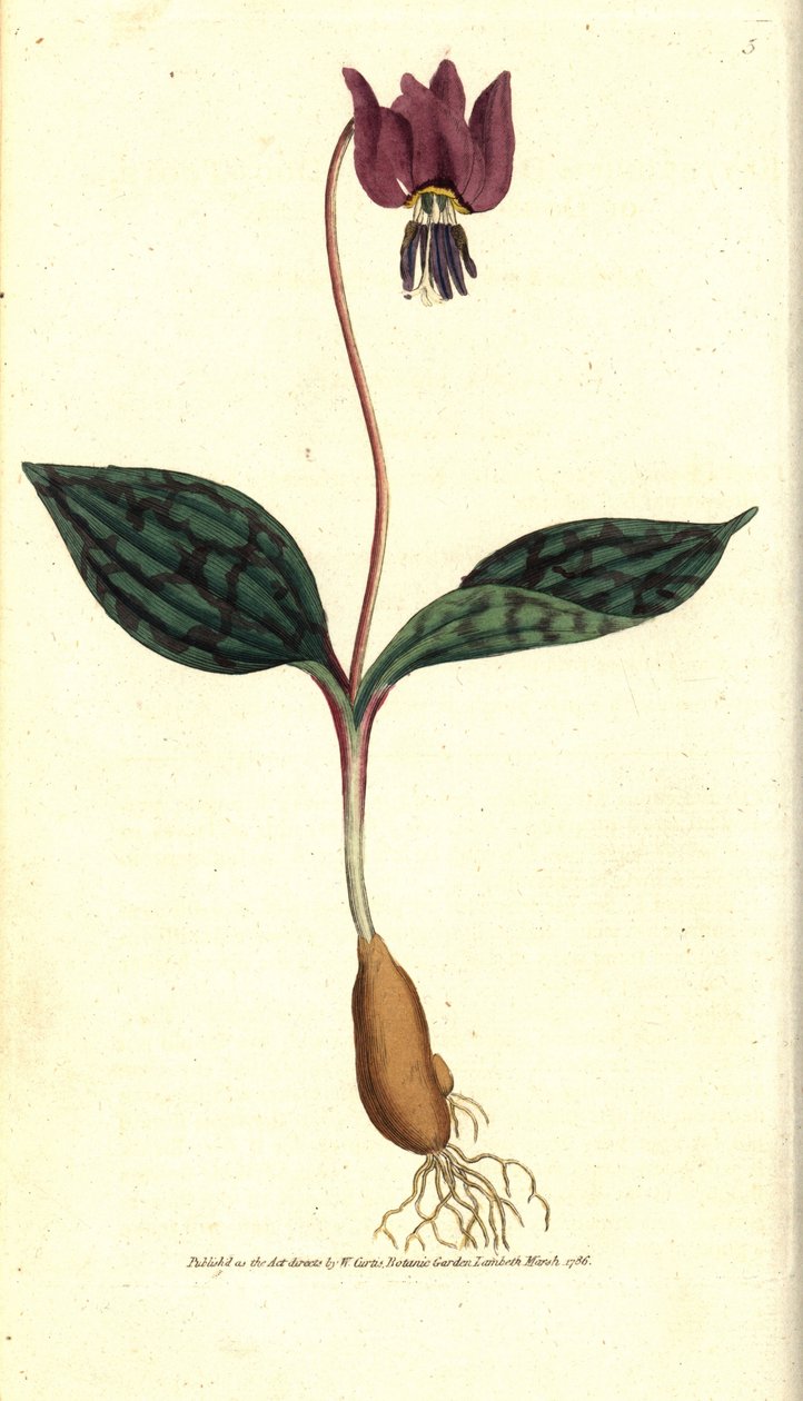 Erythrone koiran hammas (tai punainen Satyrion) - Koiran hammas violetti, Erythronium dense-canis. Käsinvärinen kuparikaiverrus James Sowerbyn kasvitieteellisen kuvituksen mukaan William Curtisin The Botanical Magazinesta, Lambeth Marsh, Lontoo tekijältä Sydenham Teast Edwards