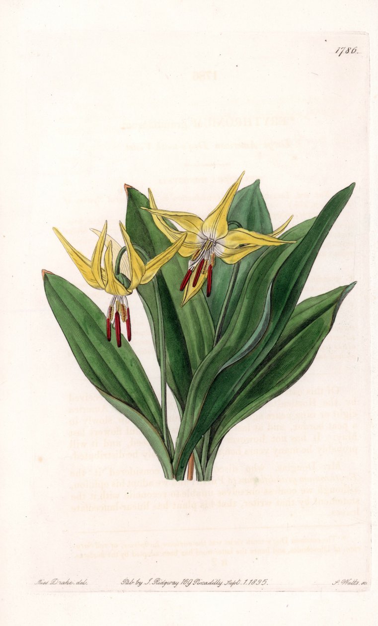 Erythronessa on suuria kukkia, kotoisin Pohjois-Amerikasta - S.Wattsin kaivertama levy Sarah Anne Draken (1803-1857) kuvituksesta, Englannin Sydenham Edwardsin (1768-1819) kasvitieteellisestä rekisteristä tekijältä Sydenham Teast Edwards