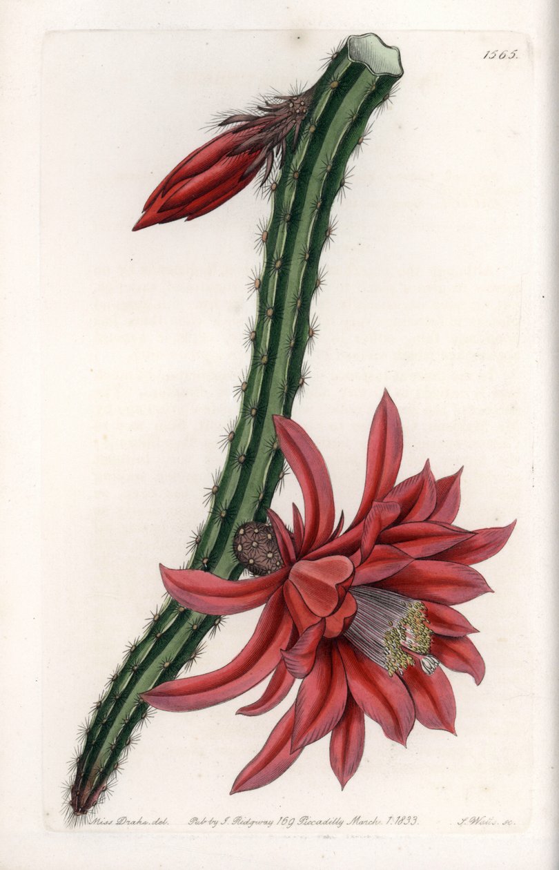Escalating Cactier - S.Wattsin kaiverrettu levy, Sarah Anne Draken (1803-1857) kuvituksesta, Englannin Sydenham Edwardsin (1768-1819) kasvitieteellisestä rekisteristä tekijältä Sydenham Teast Edwards